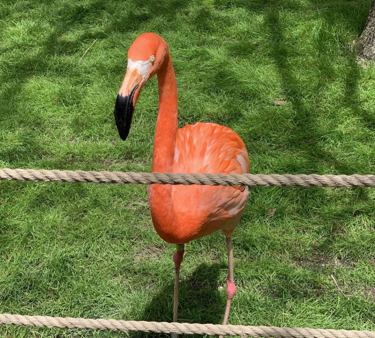 flamingo-photo